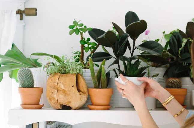 low-maintenance-houseplants