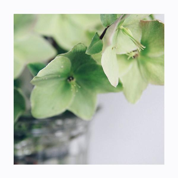 Macro shot of pale green petals. Photo print by Perth-based Instagrammer and mother, Katherine Dorrington.  This print and another 11 for sale on the Impressed Print Shop