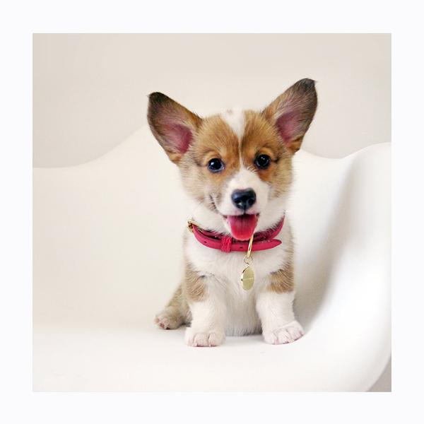 Cutest portrait of Corgi puppy. Photo print by Instagrammer and dog photographer Emily Wang.  This print and another 11 for sale on the Impressed Print Shop