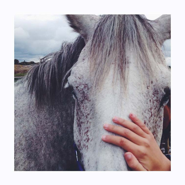 Pet horse. Photo print by Instagrammer and nature photographer Deborah Langley.  This print and another 11 for sale on the Impressed Print Shop