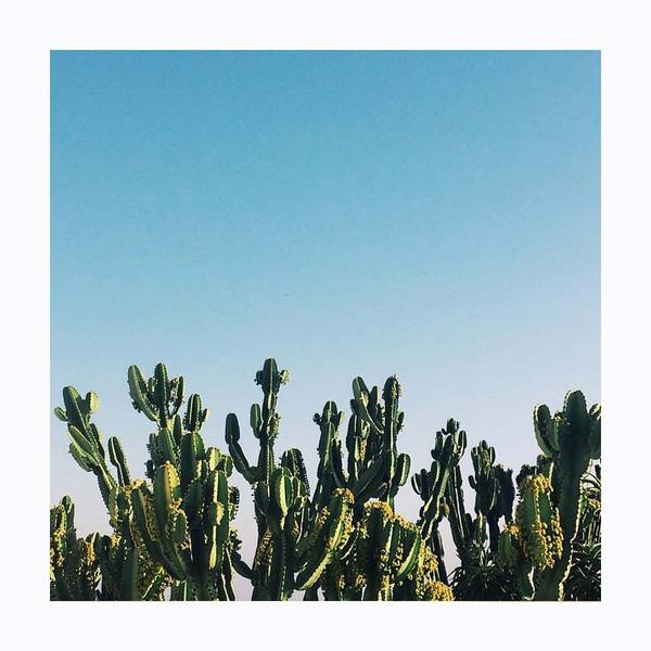 Bunch of cacti against a blue sky. Photo print by Instagrammer and blogger @anyeske.  This print and another 11 for sale on the Impressed Print Shop.