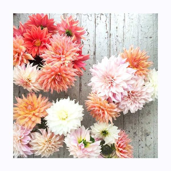 Pink and coral dahlias. Photo print by Instagrammer and florist Jackie Reisenauer.  This print and another 11 for sale on the Impressed Print Shop
