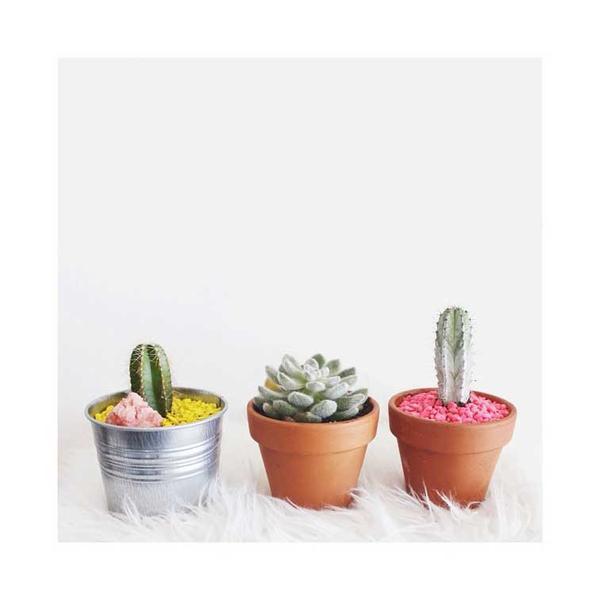 Trio of cacti and succulents on a white faux-fur. Photo print by Instagrammer and fashionista @apebalsom.  This print and another 11 for sale on the Impressed Print Shop