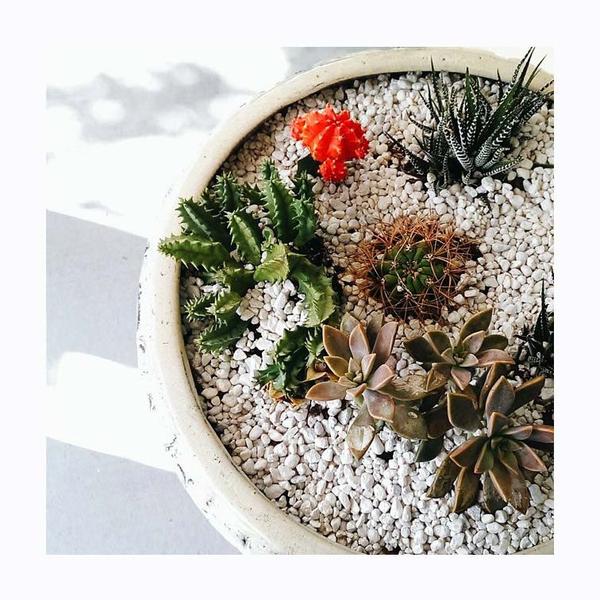 Bowl of succulents. Photo print by Instagrammer, mom and Texan Alexis Sassard.  This print and another 11 for sale on the Impressed Print Shop