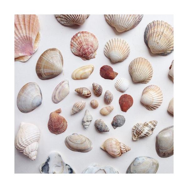 Close-up arrangement of seashells. Photo print by Instagrammer, juliabesidethesea.  This print and another 11 for sale on the Impressed Print Shop