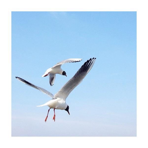 Seagulls in the pale blue sky. Photo print by Instagrammer, juliabesidethesea.  This print and another 11 for sale on the Impressed Print Shop