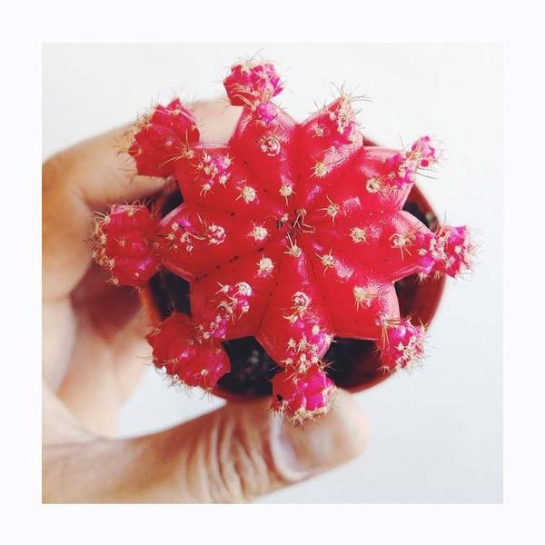 crownflora