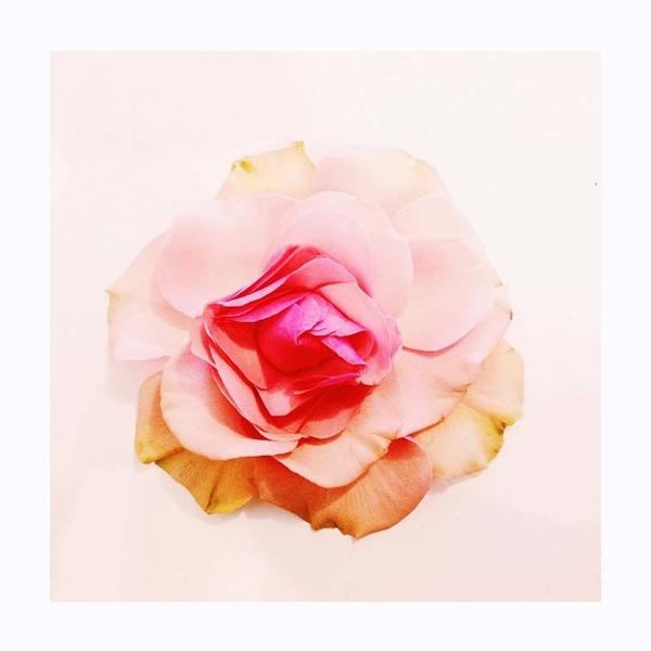 Pink and orange rose. Photo print by Crown Flora, a Toronto botanical shop.  This print and another 11 for sale on the Impressed Print Shop